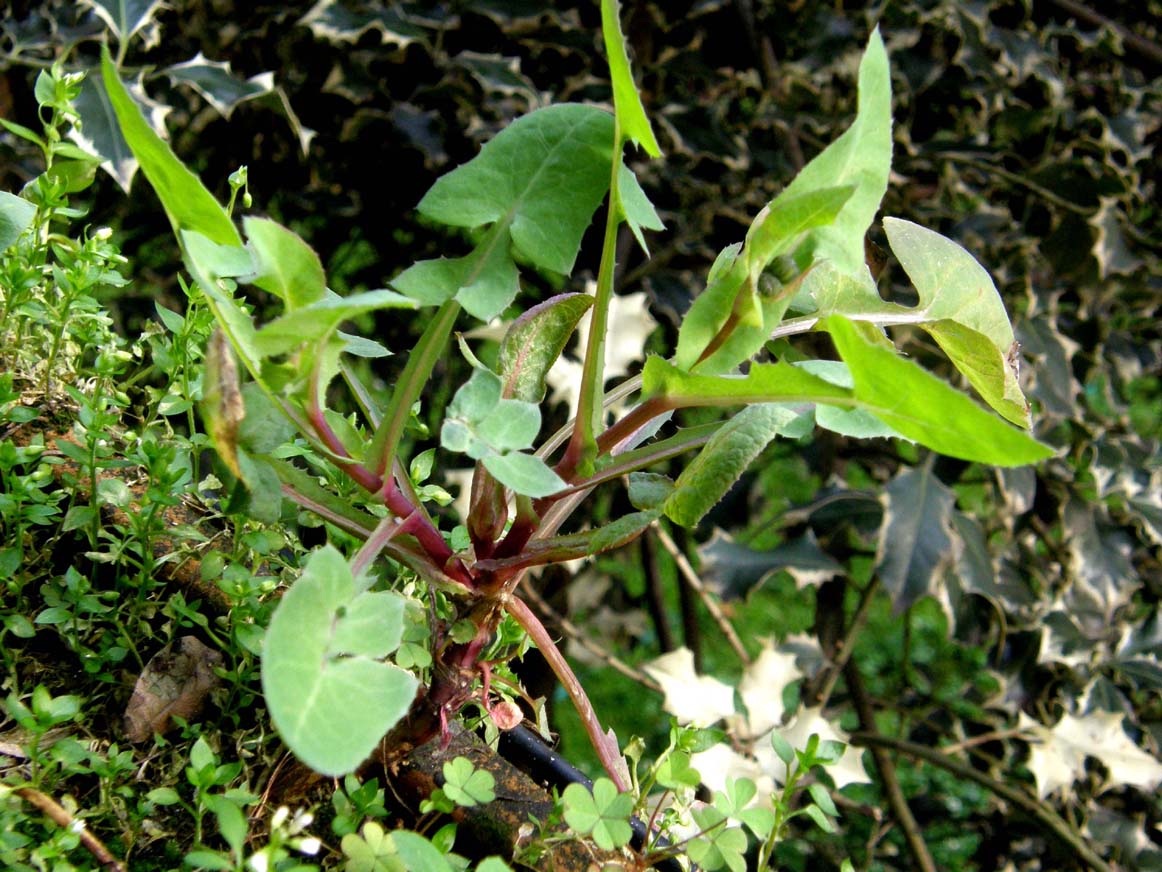 Sonchus oleraceus / Grespino comune