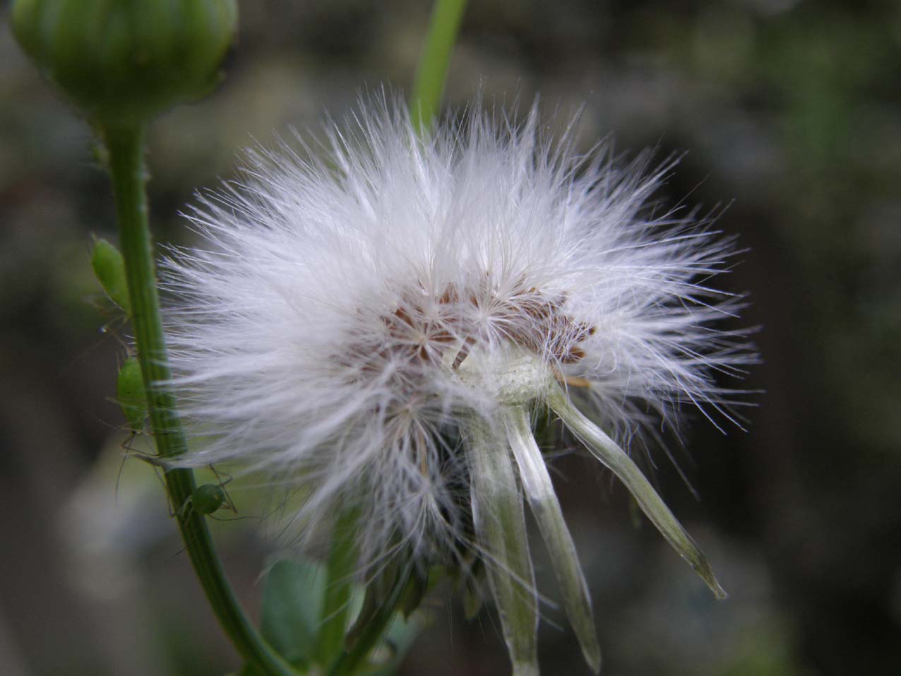 Sonchus oleraceus / Grespino comune