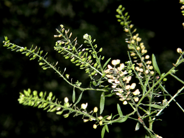 Lepidium virginicum