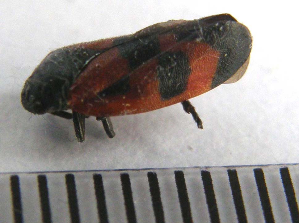 Haematoloma dorsata