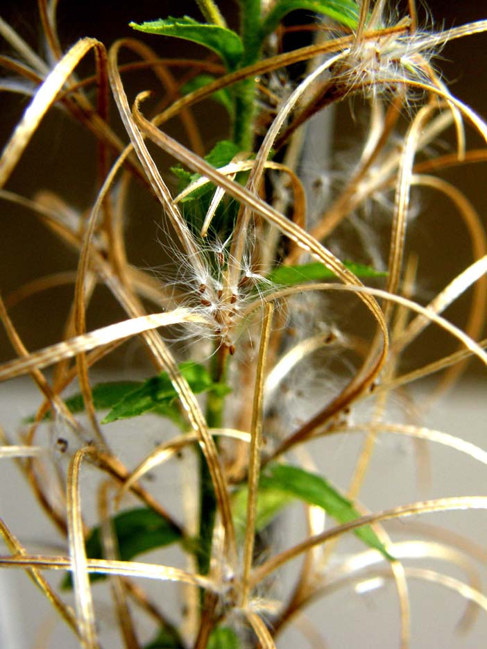 Ancora sul balcone - Epilobium cfr. parviflorum