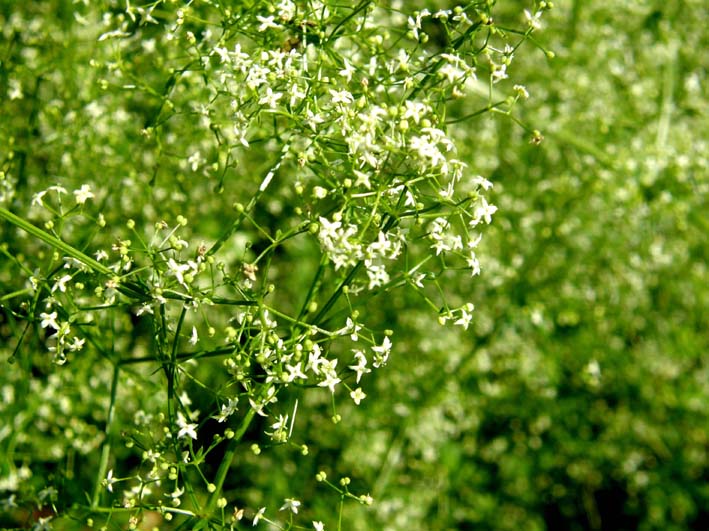 Galium sp. [gr. elongatum] (Rubiaceae)