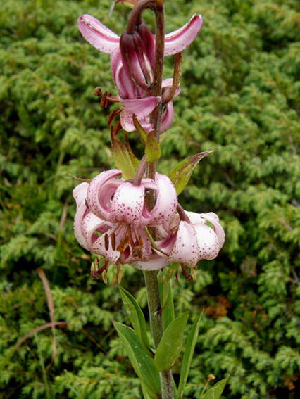 Lilium martagon / Giglio martagone