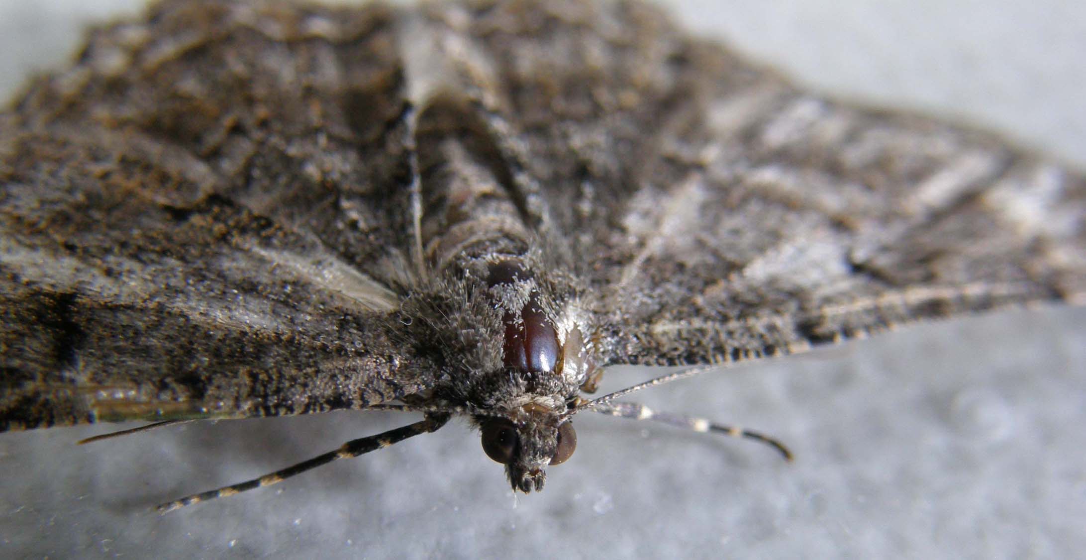 Alcis repandata, femmina (Geometridae)