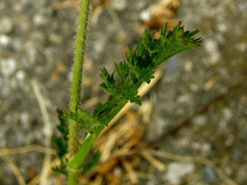 Sul bordo di un marciapiede - Daucus carota