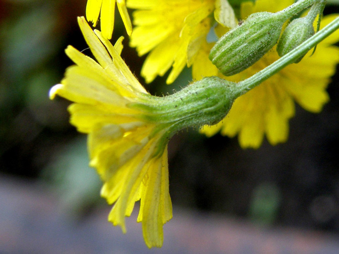 Crepis foetida / Radicchiella selvatica