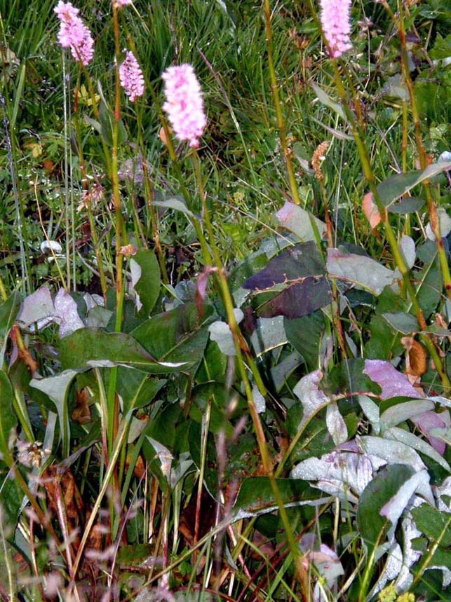 Bistorta officinalis