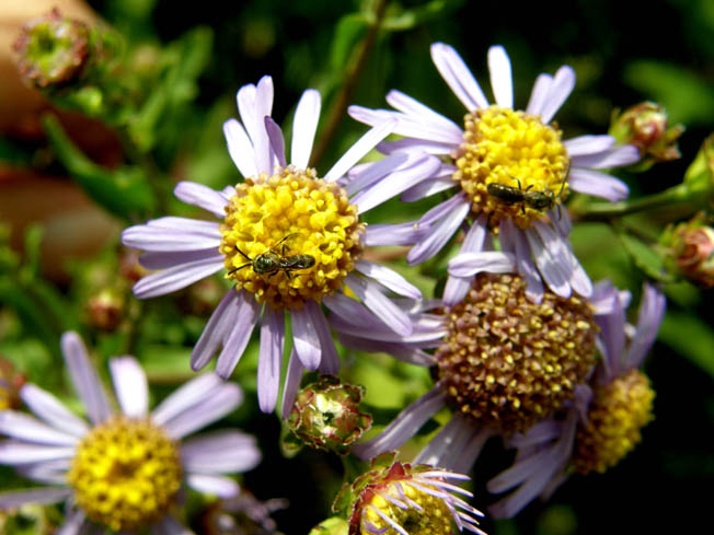 Aster amellus