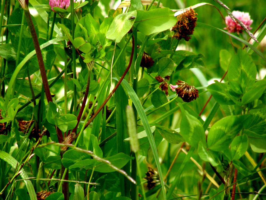 Trifolium pratense