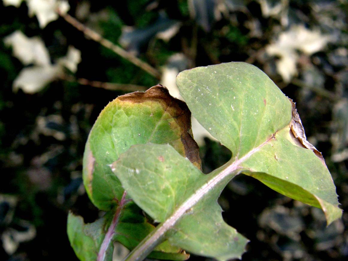 Sonchus oleraceus / Grespino comune