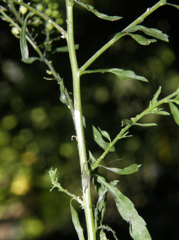 Lepidium virginicum