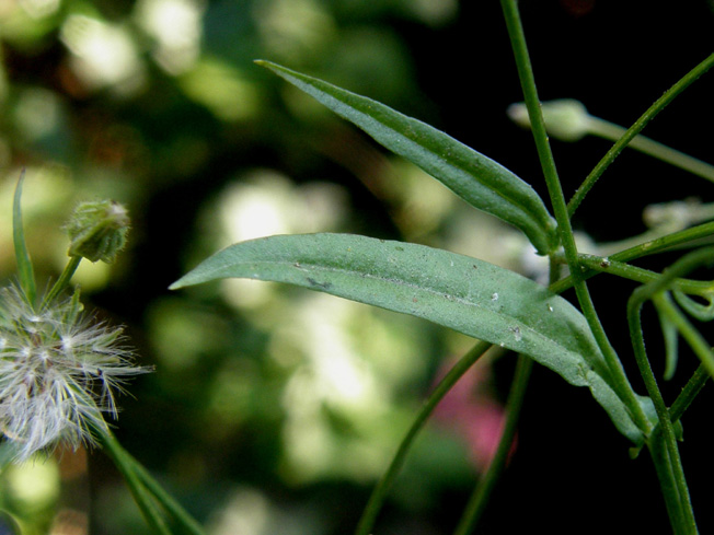 Crepis foetida / Radicchiella selvatica