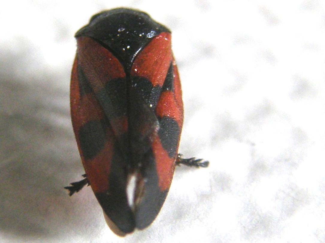 Haematoloma dorsata