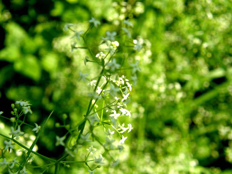 Galium sp. [gr. elongatum] (Rubiaceae)