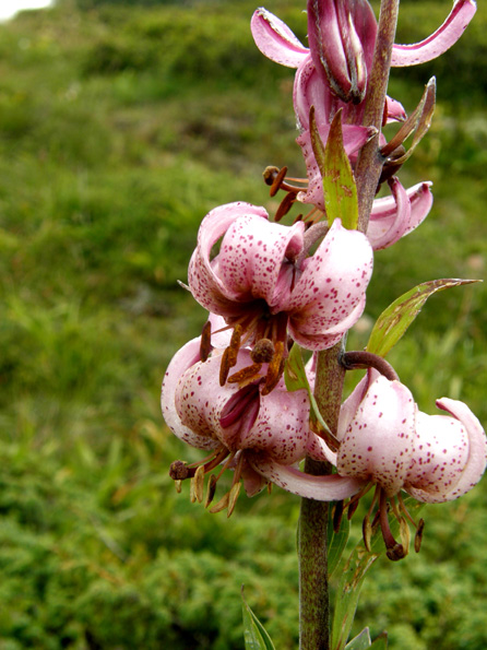 Lilium martagon / Giglio martagone