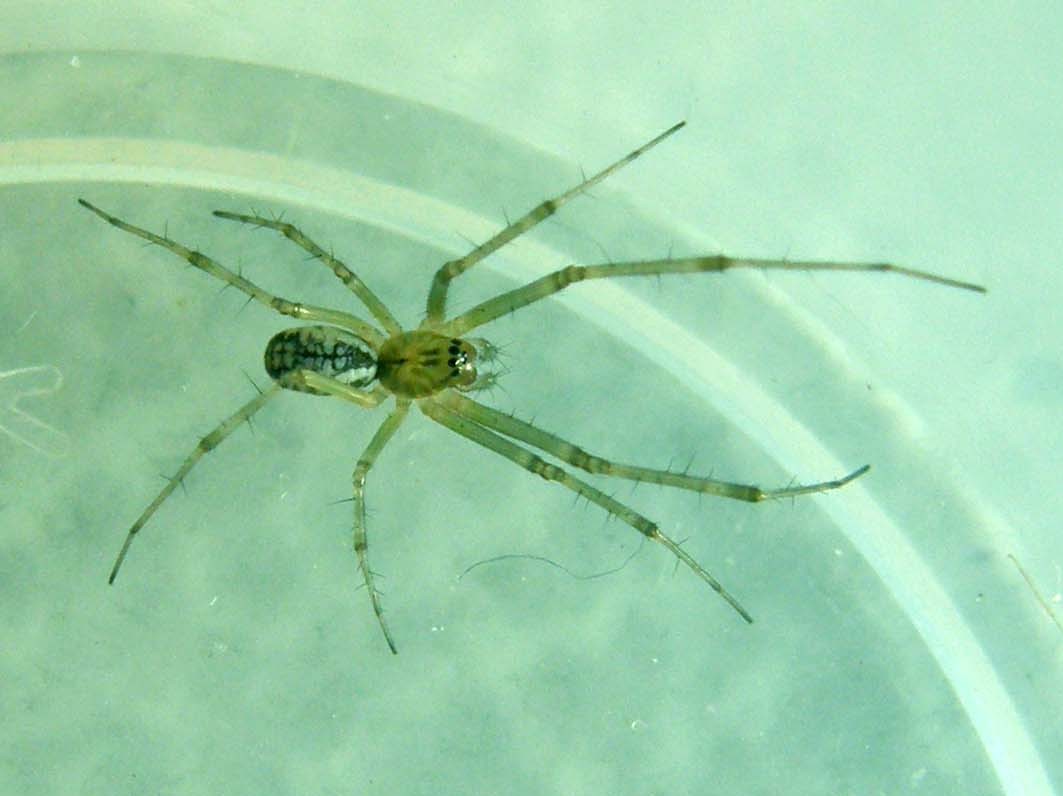 Linyphia sp.