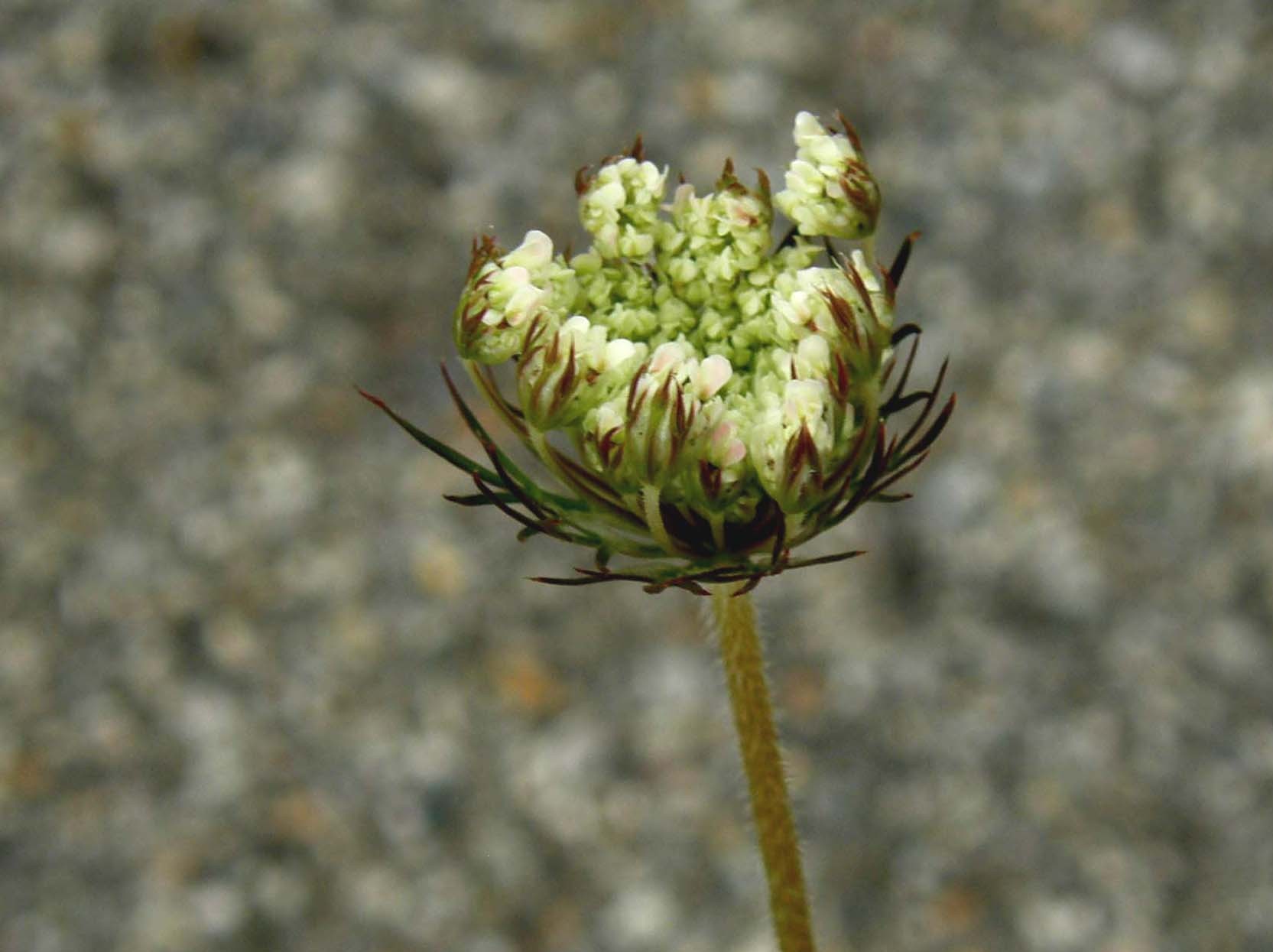 Sul bordo di un marciapiede - Daucus carota