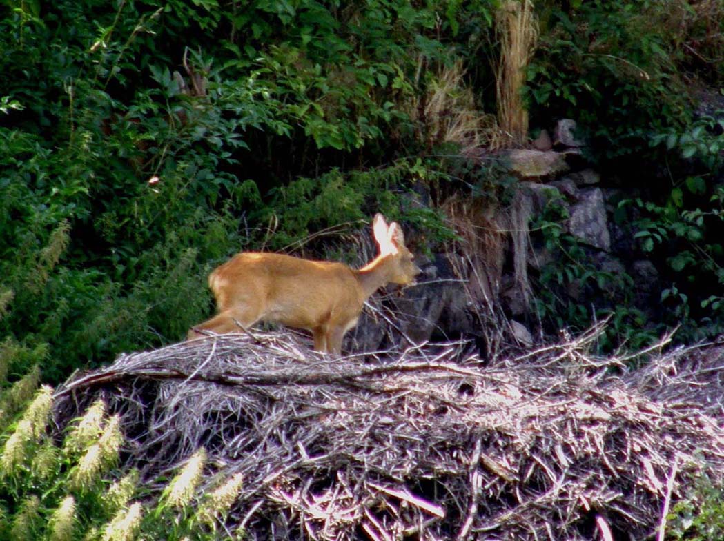 Caprioli sotto l''Alpe di Siusi