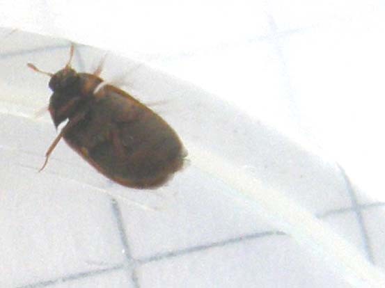 Attagenus sp.