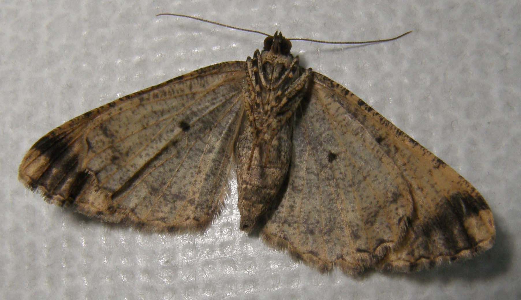 Alcis repandata, femmina (Geometridae)