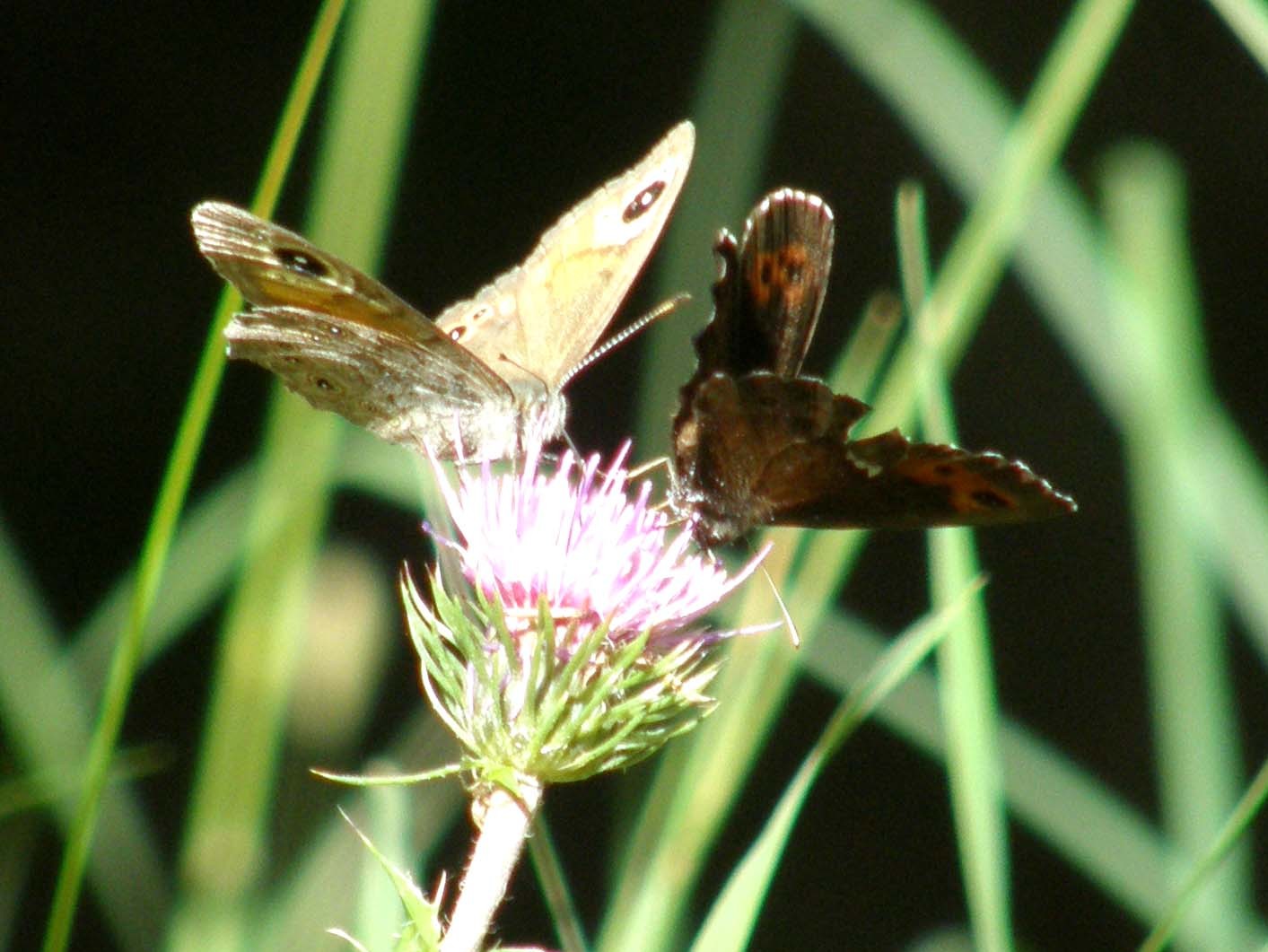 Erebia aethiops e Erebia ligea (Nymphalidae Satyrinae) e Lasiommata maera (Nymphalidae)