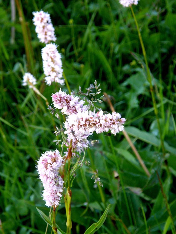 Bistorta officinalis