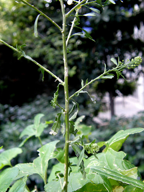 Lepidium virginicum