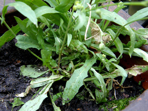 Crepis foetida / Radicchiella selvatica