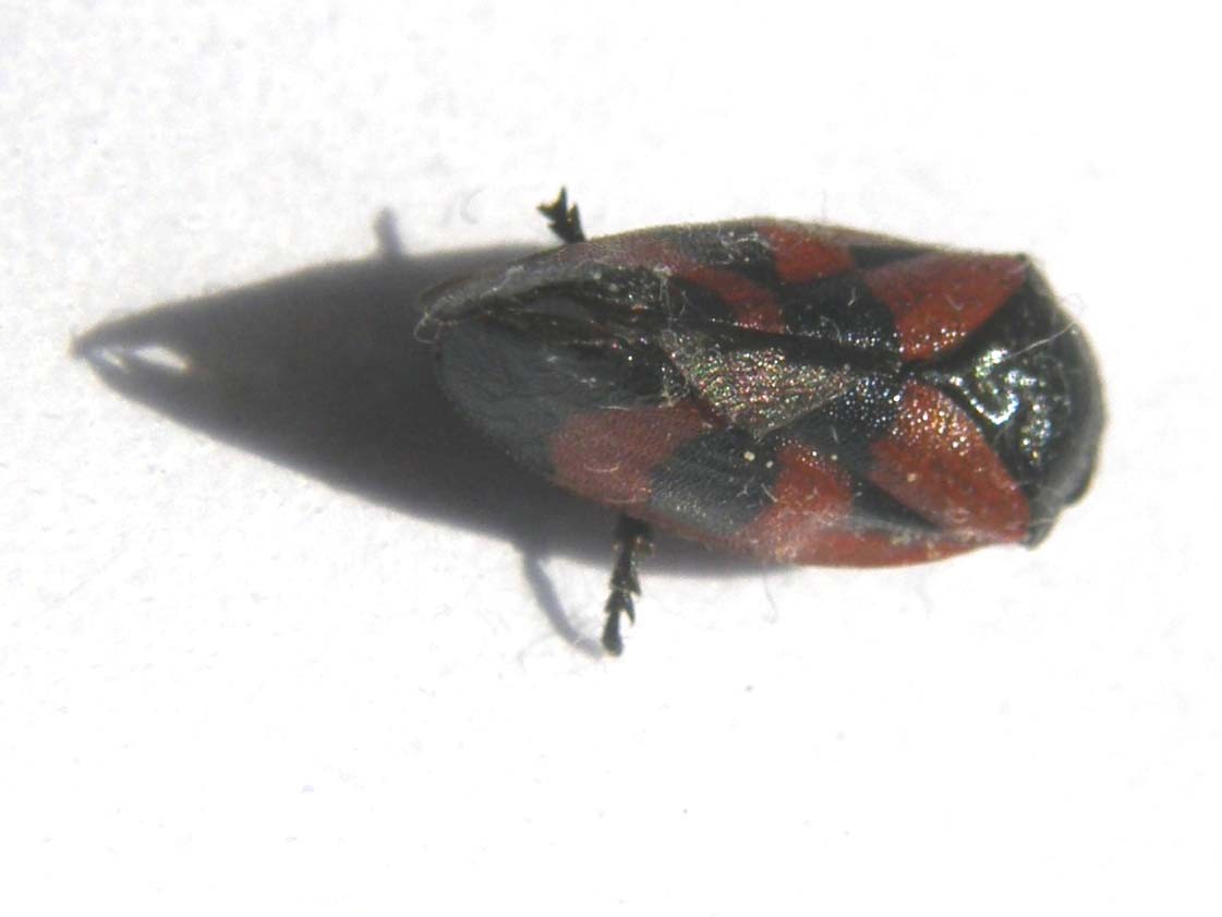 Haematoloma dorsata