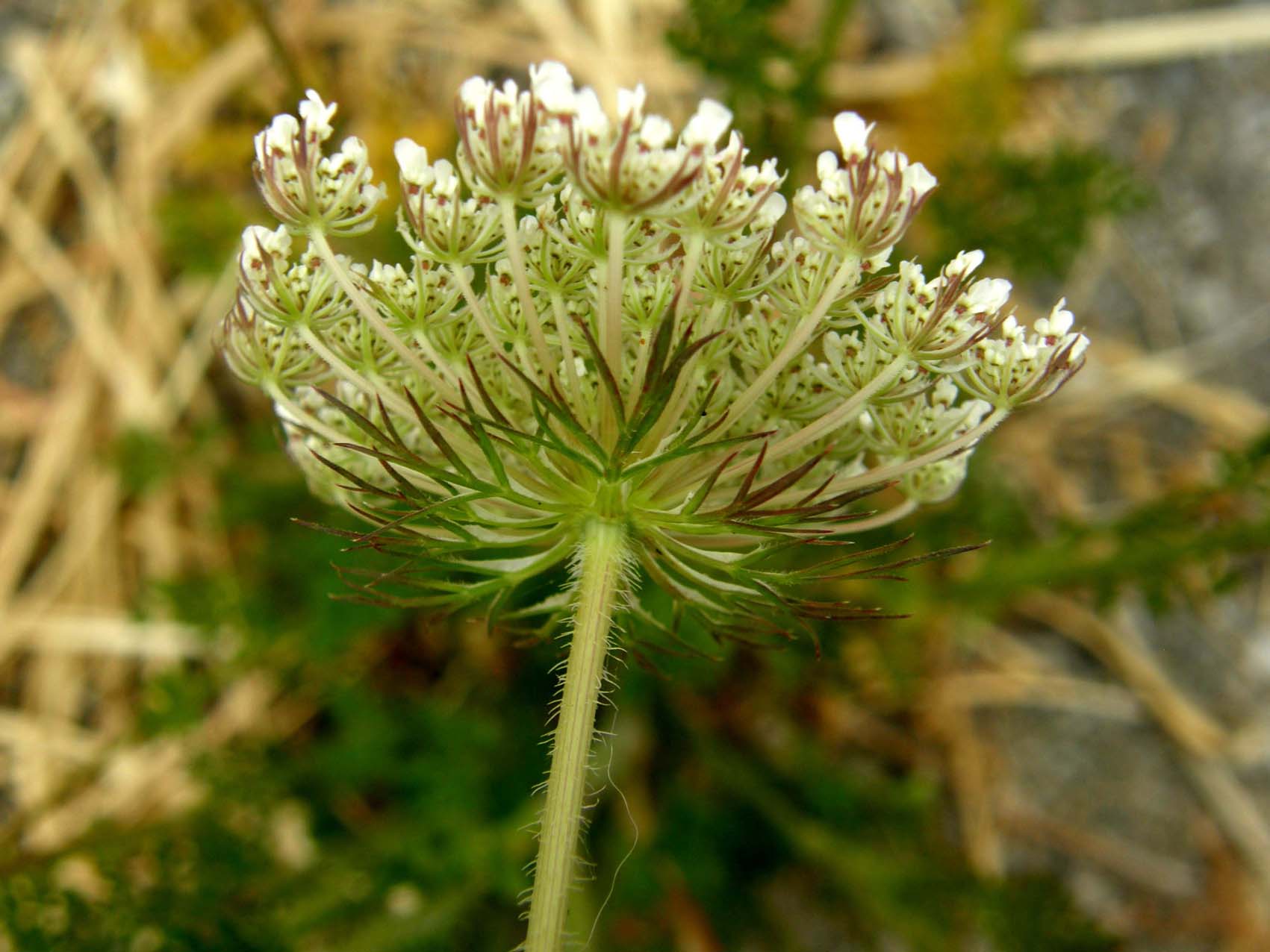 Sul bordo di un marciapiede - Daucus carota