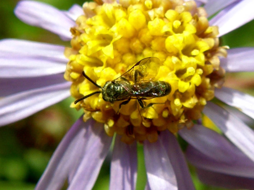 Aster amellus