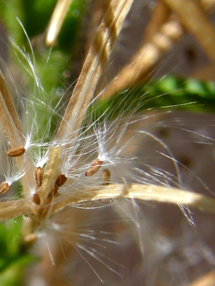 Ancora sul balcone - Epilobium cfr. parviflorum