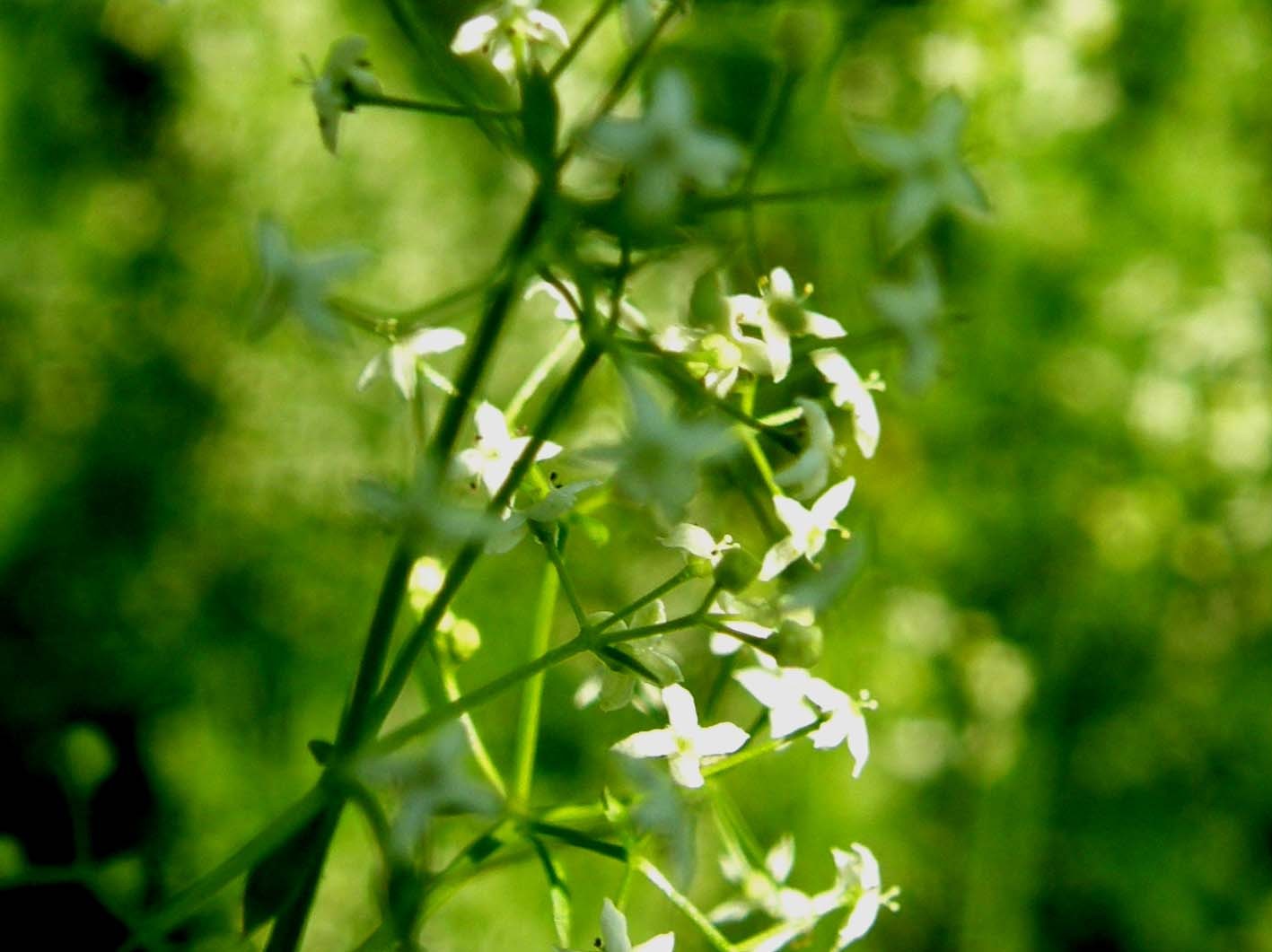 Galium sp. [gr. elongatum] (Rubiaceae)