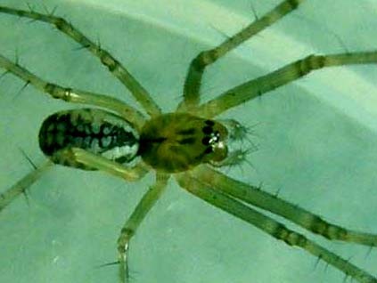 Linyphia sp.