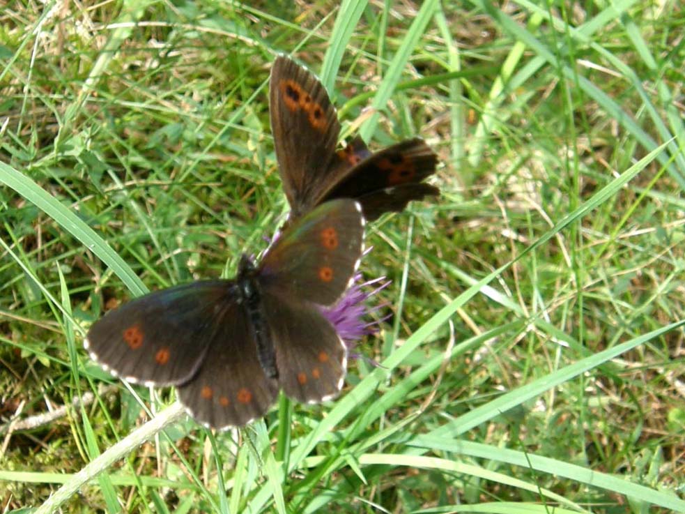 Erebia aethiops e Erebia ligea (Nymphalidae Satyrinae) e Lasiommata maera (Nymphalidae)