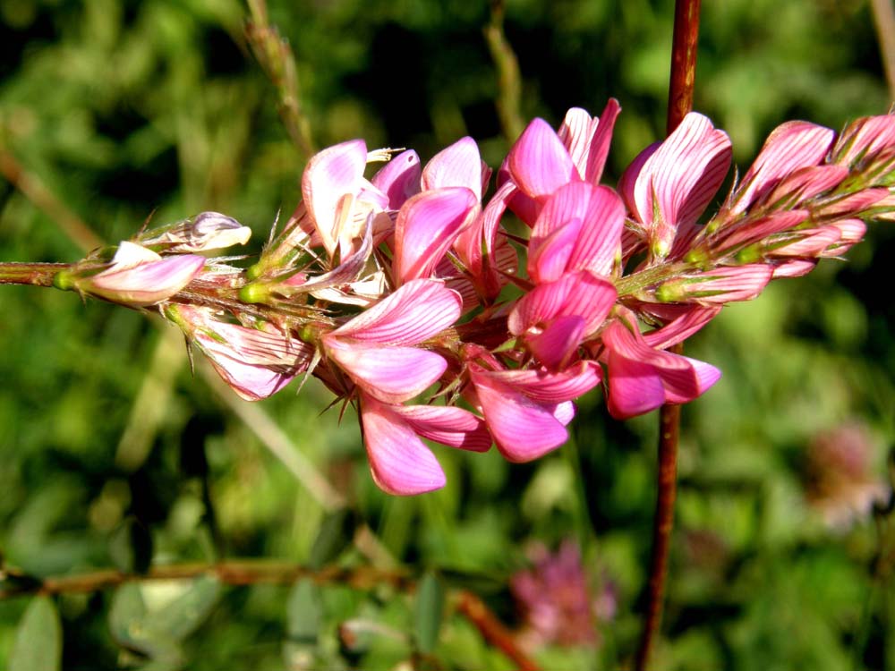 Onobrychis viciifolia (Fabaceae)
