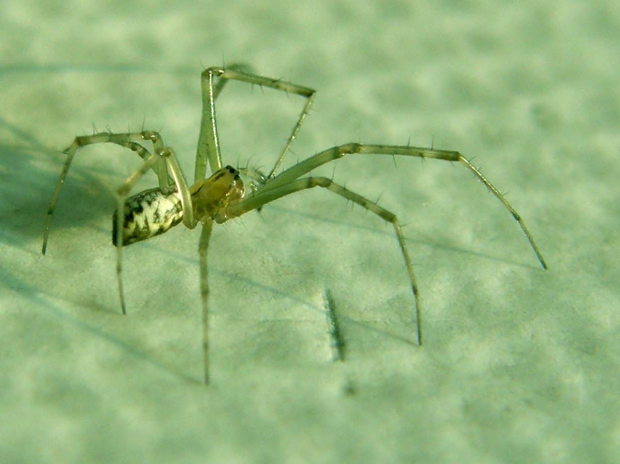 Linyphia sp.