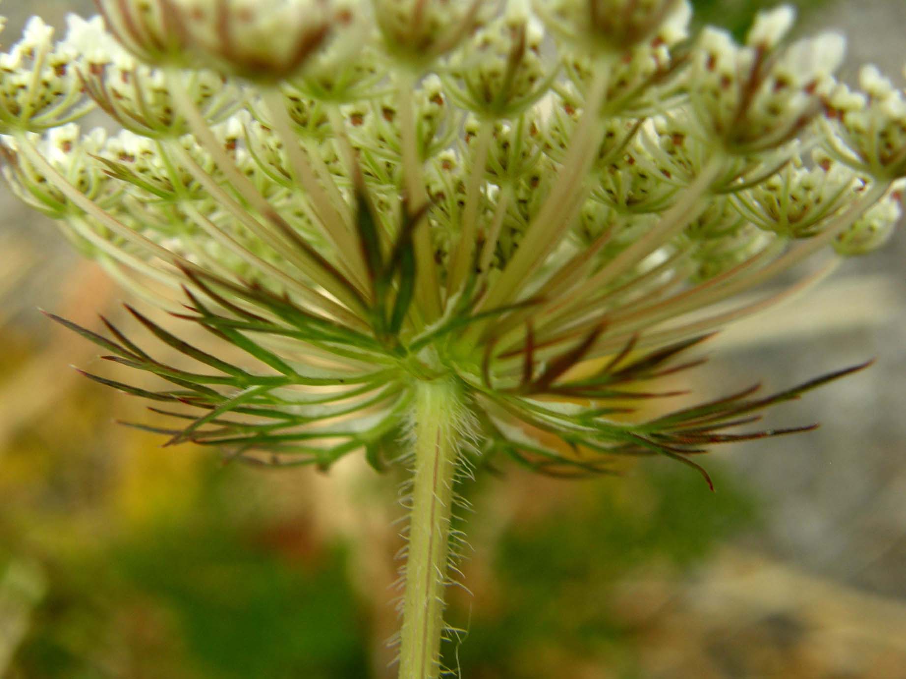 Sul bordo di un marciapiede - Daucus carota