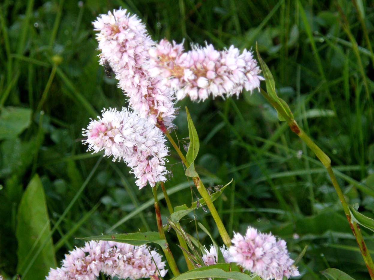 Bistorta officinalis