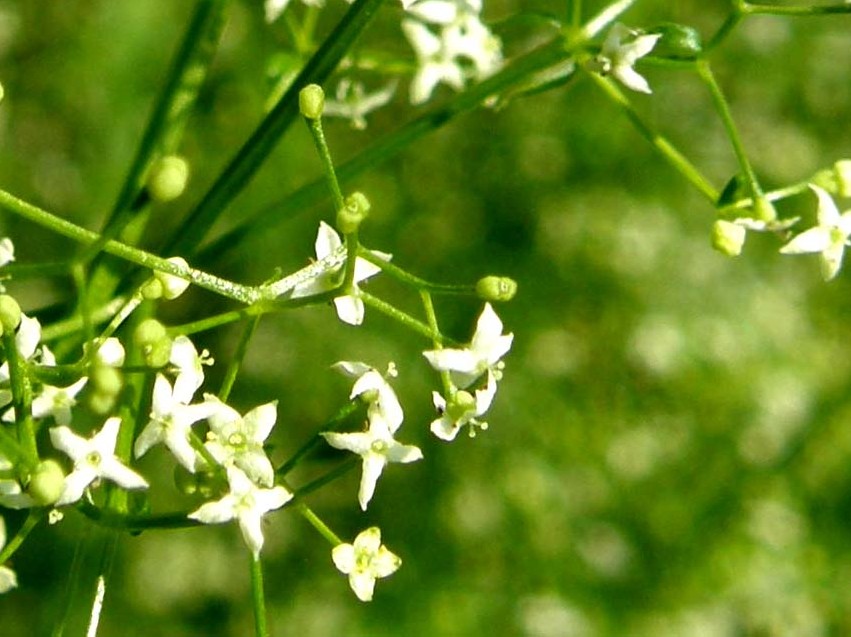 Galium sp. [gr. elongatum] (Rubiaceae)