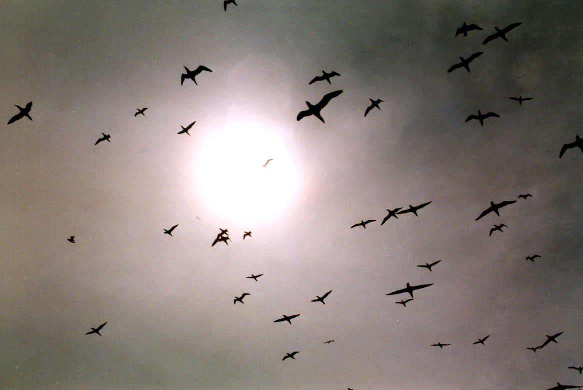 Un cielo pieno di sule