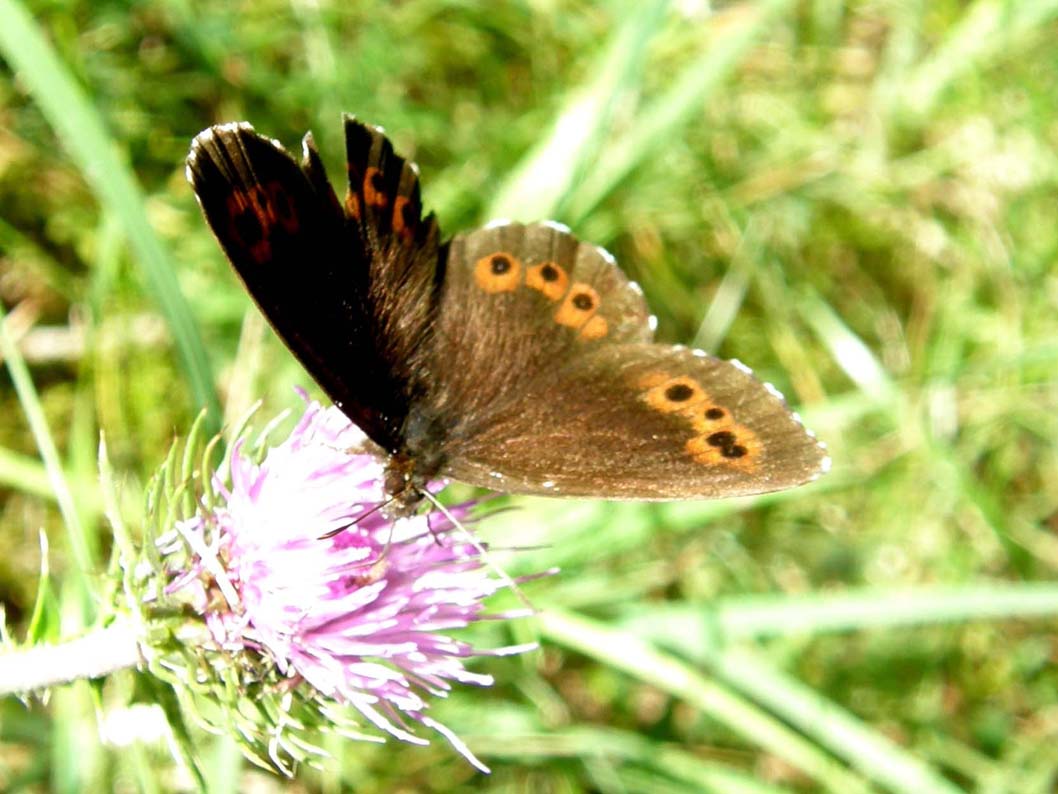 Erebia aethiops e Erebia ligea (Nymphalidae Satyrinae) e Lasiommata maera (Nymphalidae)