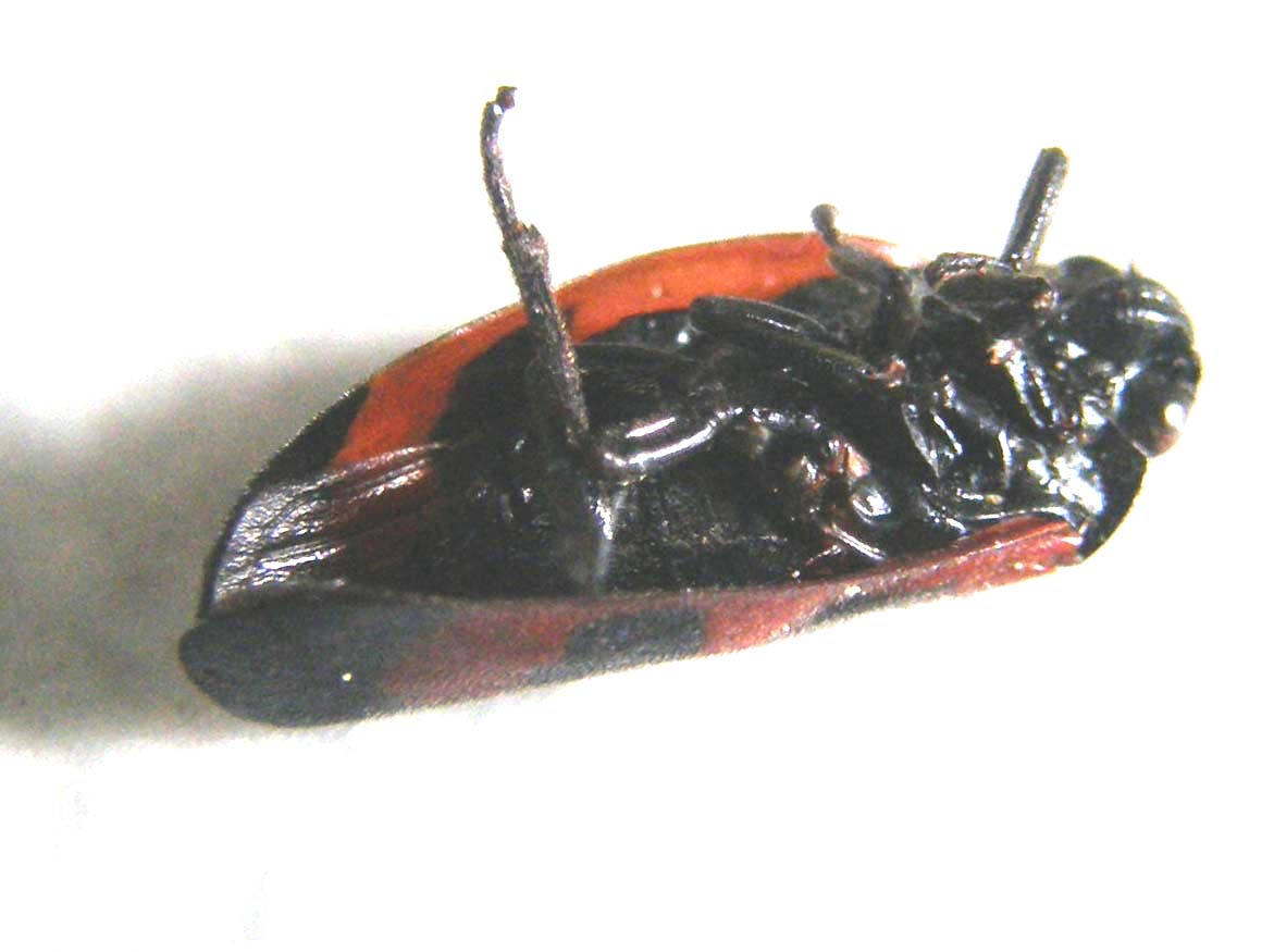 Haematoloma dorsata