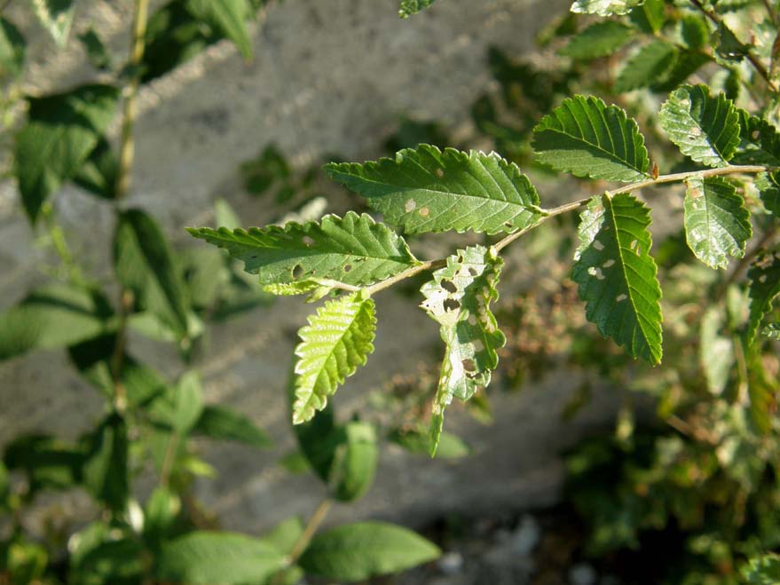 Xanthogaleruca luteola  (Chrysomelidae)