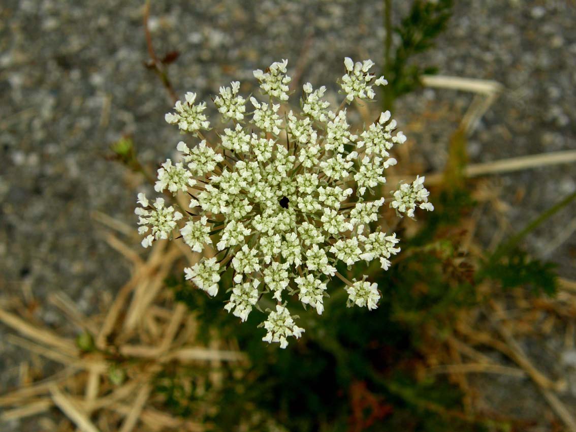 Sul bordo di un marciapiede - Daucus carota