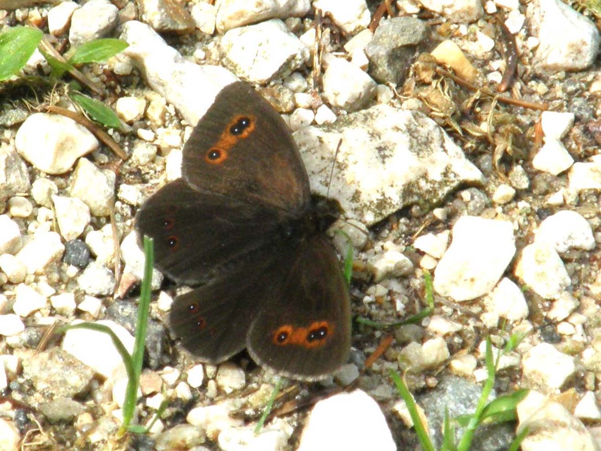 Erebia aethiops e Erebia ligea (Nymphalidae Satyrinae) e Lasiommata maera (Nymphalidae)