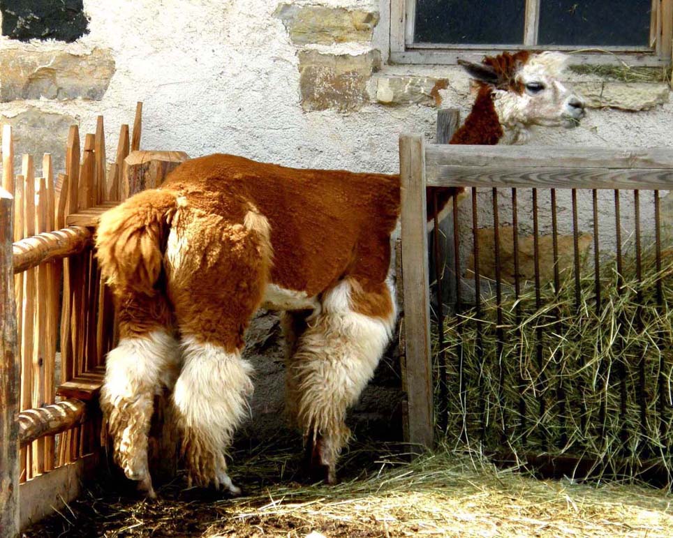 Alpaca nei rifugi dolomitici