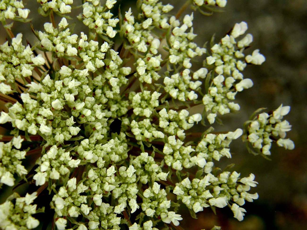 Sul bordo di un marciapiede - Daucus carota