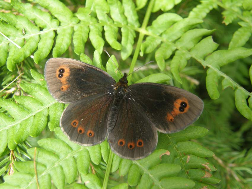 Erebia aethiops e Erebia ligea (Nymphalidae Satyrinae) e Lasiommata maera (Nymphalidae)