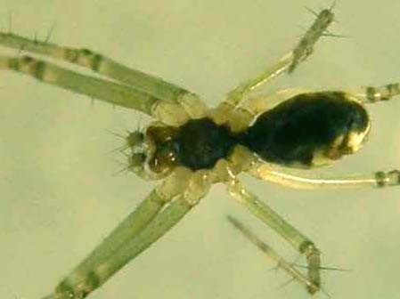 Linyphia sp.